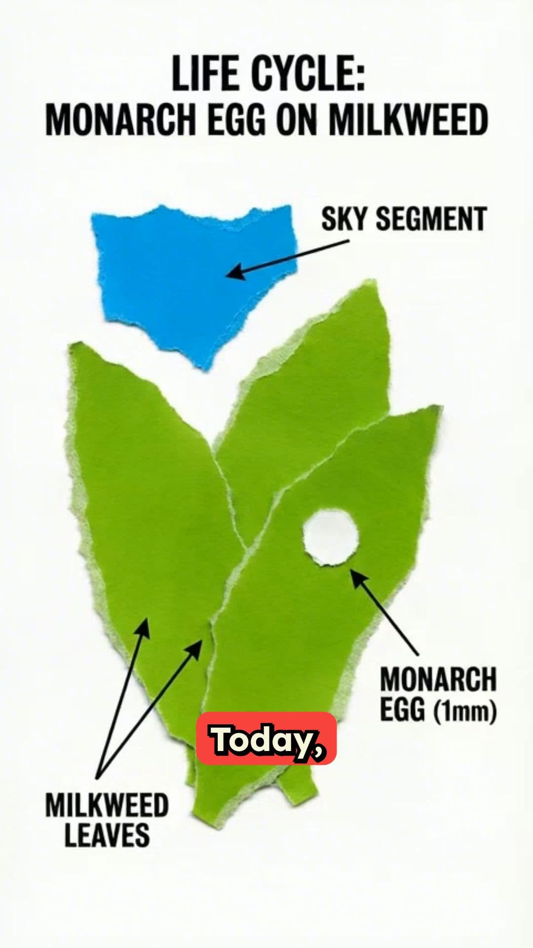 The Life Cycle of a Monarch Butterfly