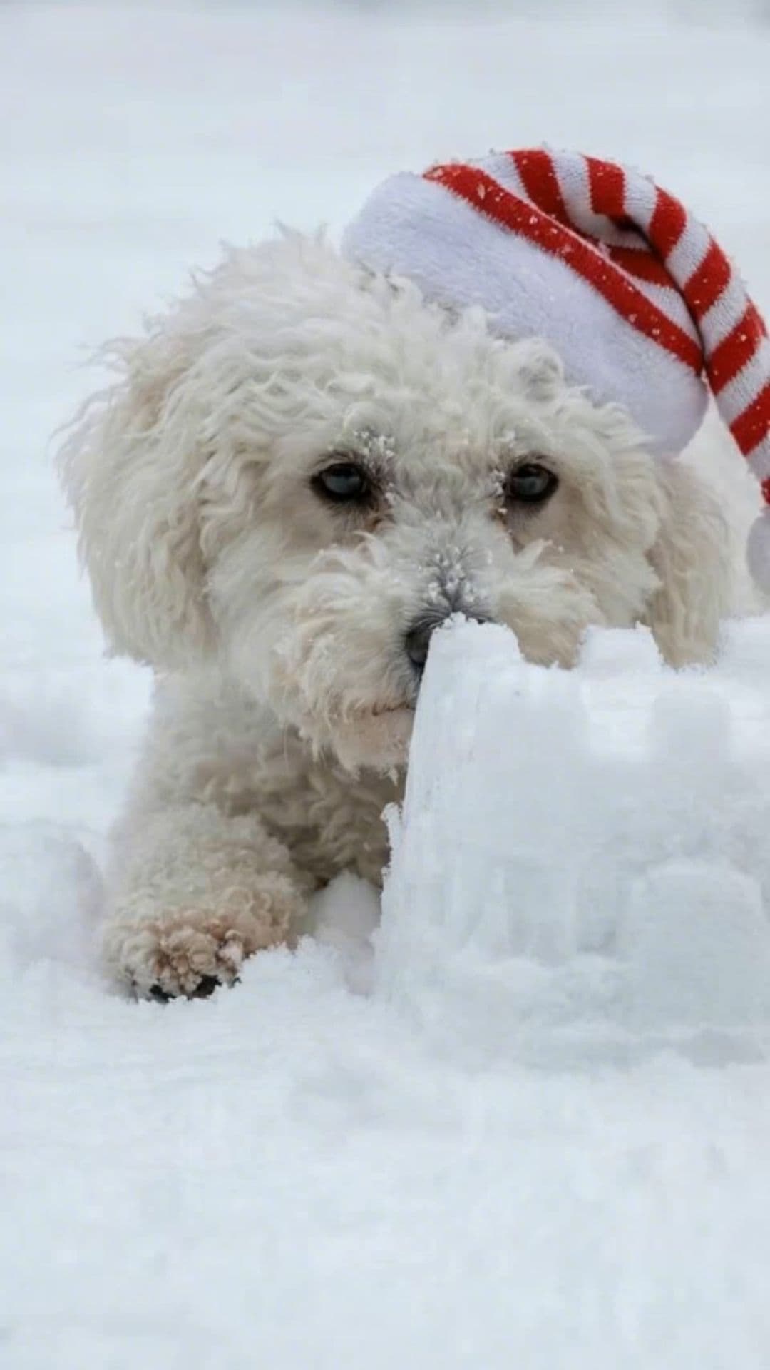 Snowball Fight Frenzy