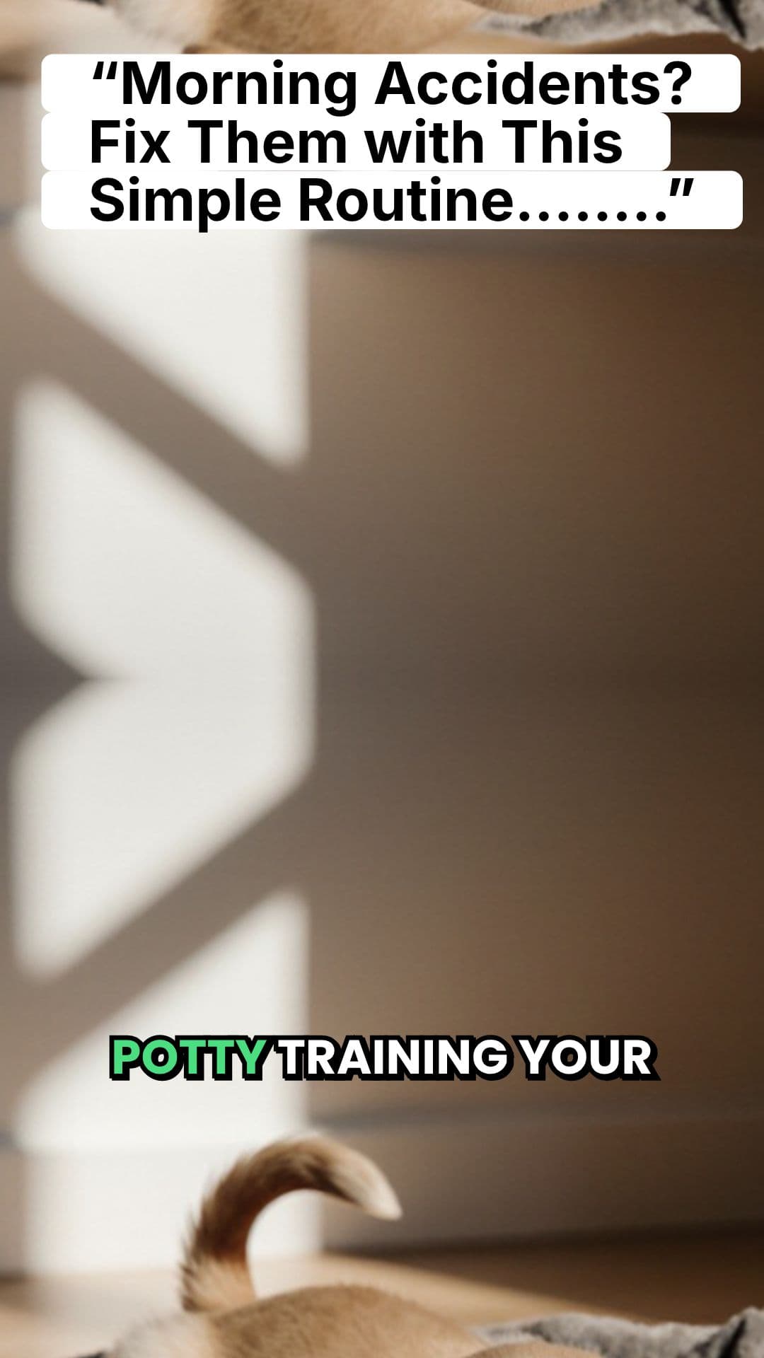 Morning Potty Training for Dogs