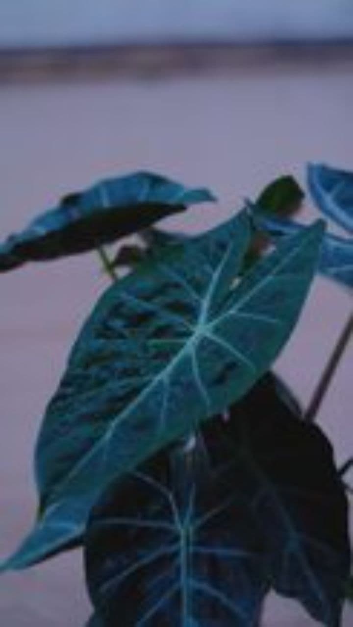 Don't Panic, It's Organic