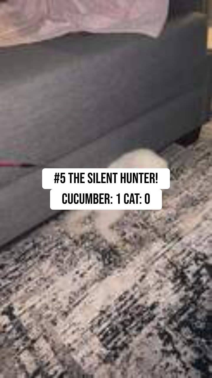 Top 5 Funniest Pet Moments