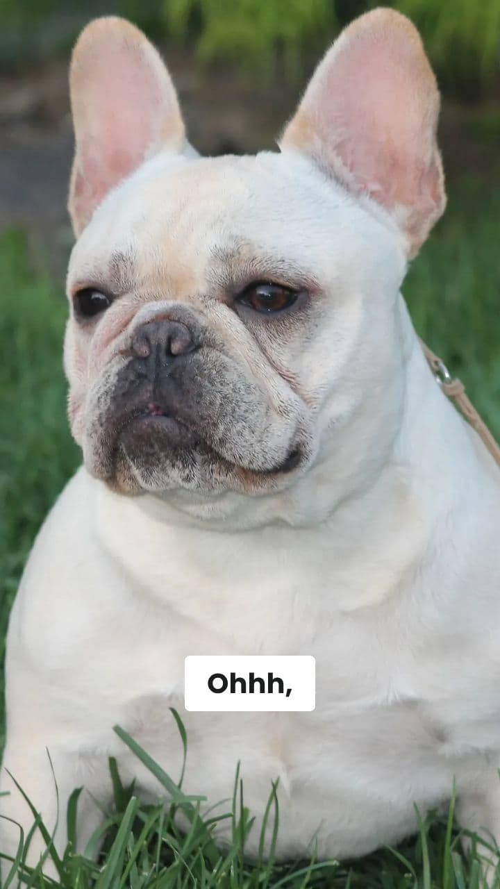 Money money frenchie