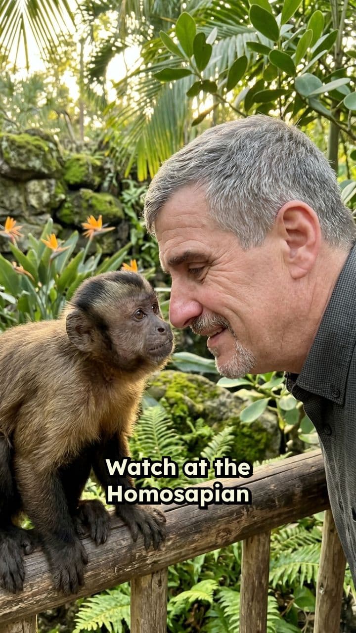 Monkey Slaps Man Silly