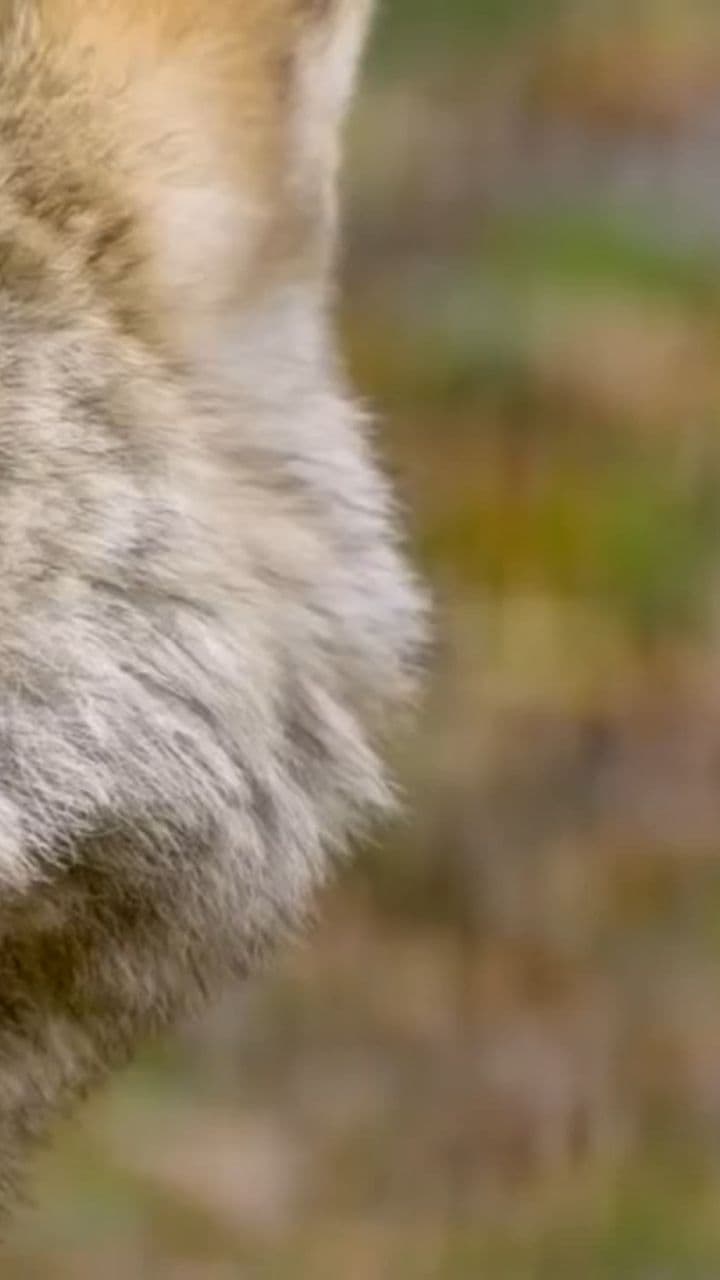 Amour dans l'ombre des loups