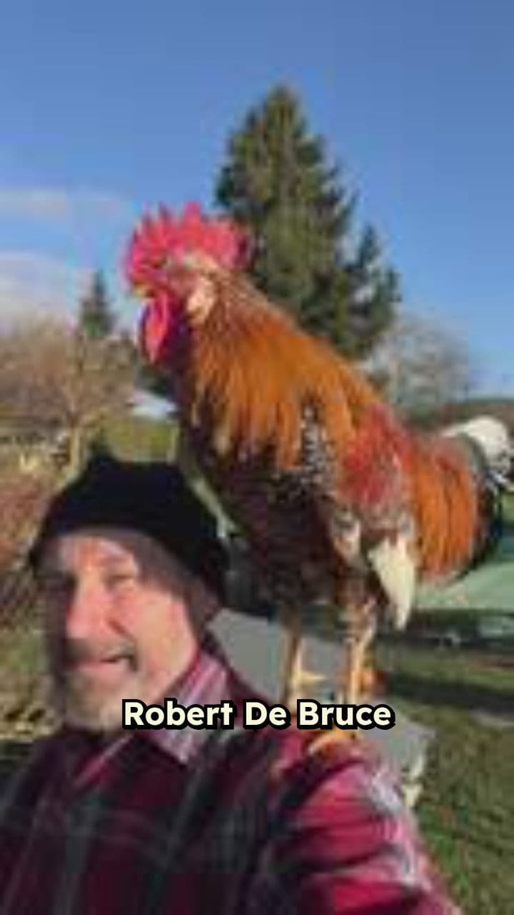 A Perseverança de Robert De Bruce