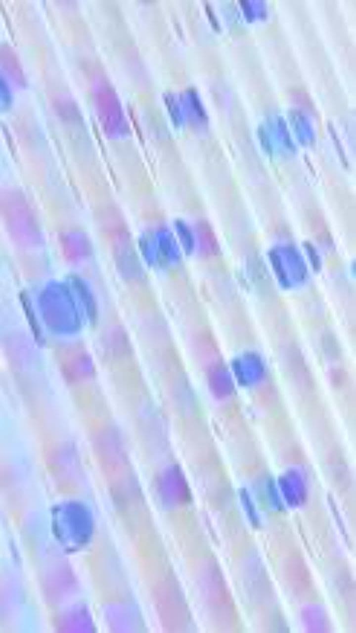 La guerra contra los emús