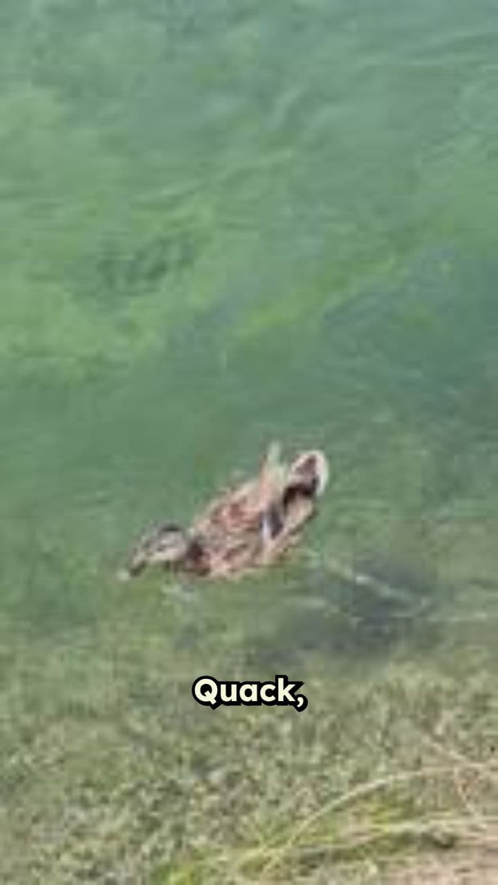 Still Swimming Strong