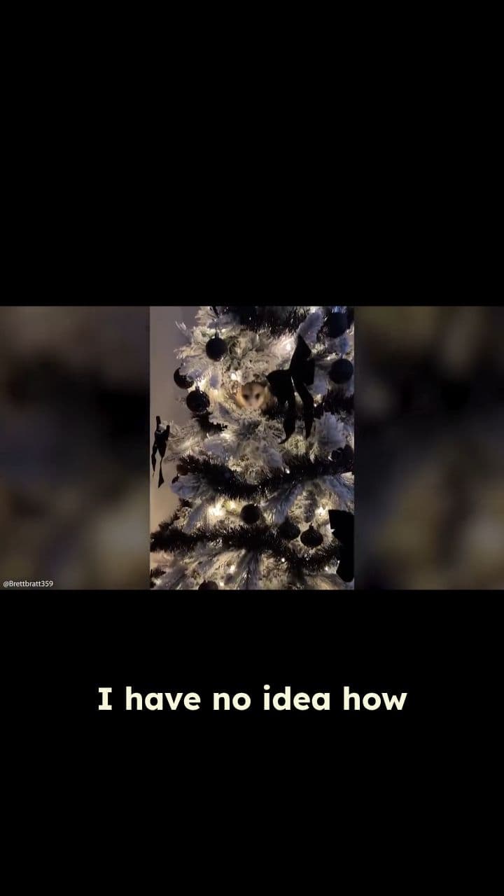 Opossum In The Christmas Tree