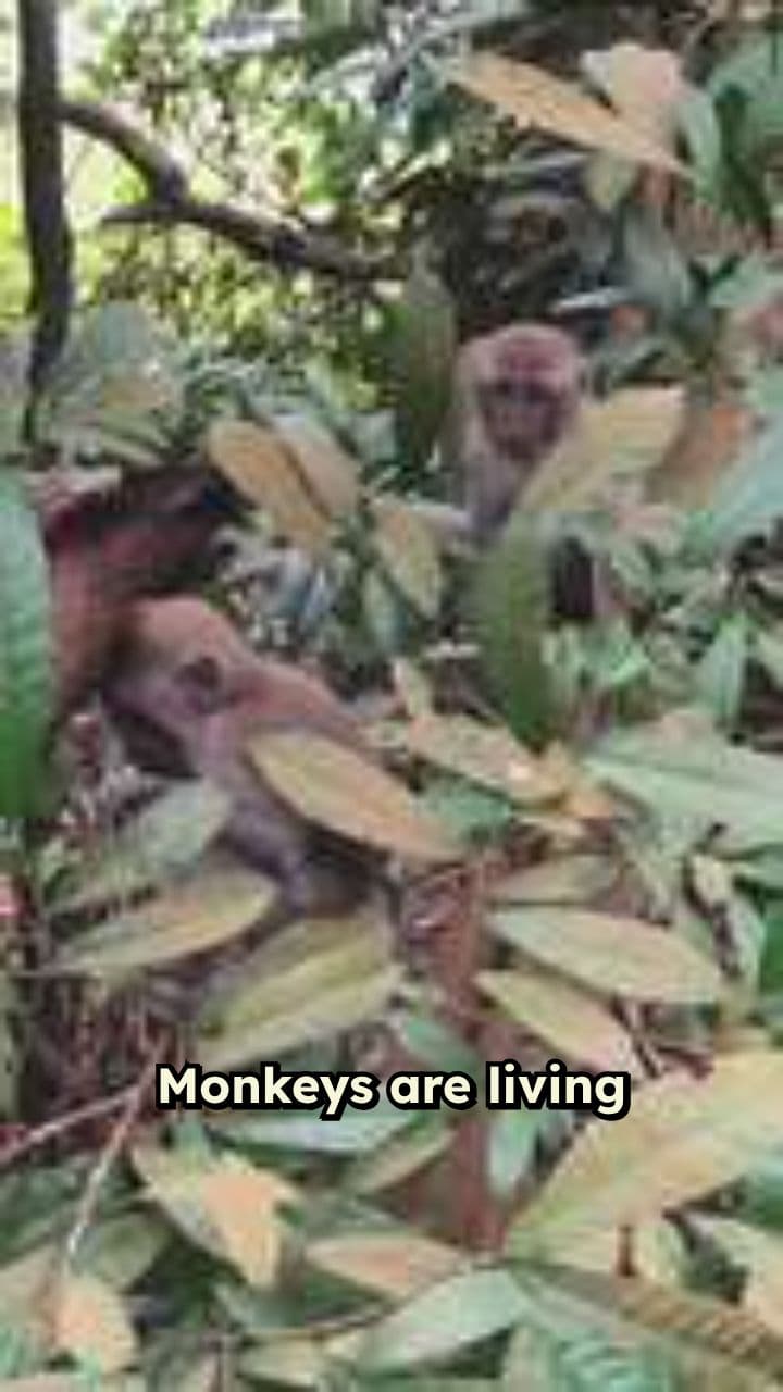 Nature's Ultimate Life Hacker: The Monkey