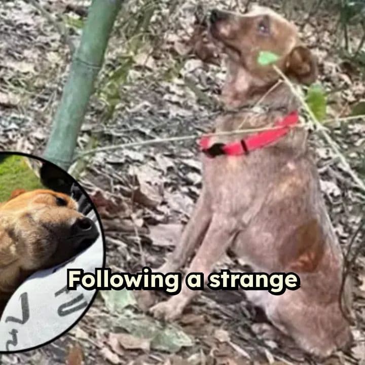 Kids Rescue Chained One-Eyed Dog