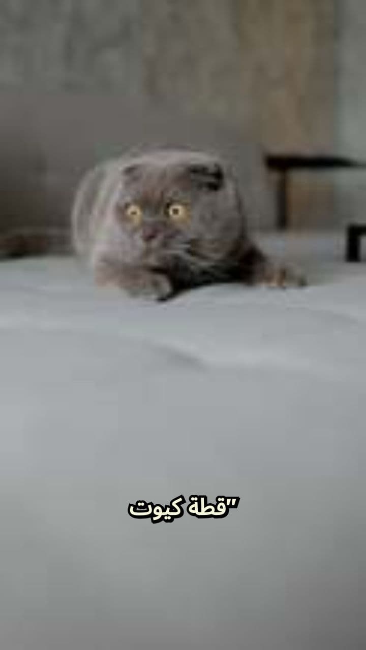قطة كيوت في مغامرة الفول والطعمية