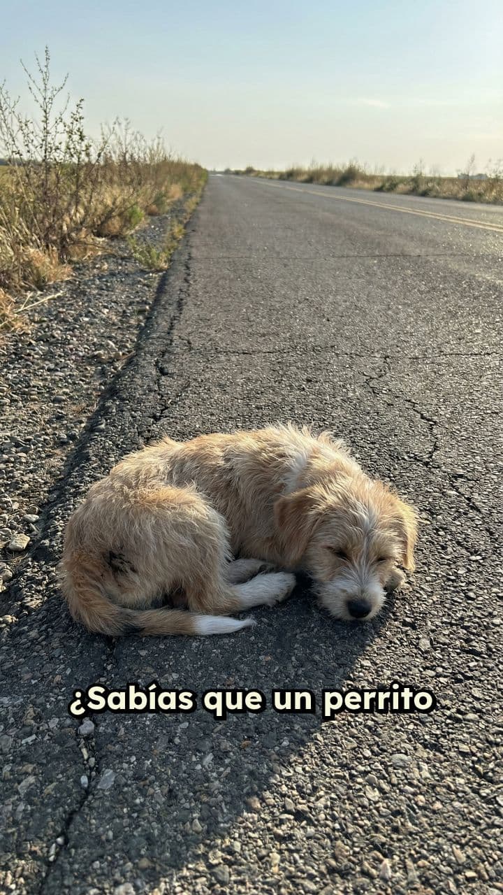 Perrito sobrevive tras ser enterrado vivo