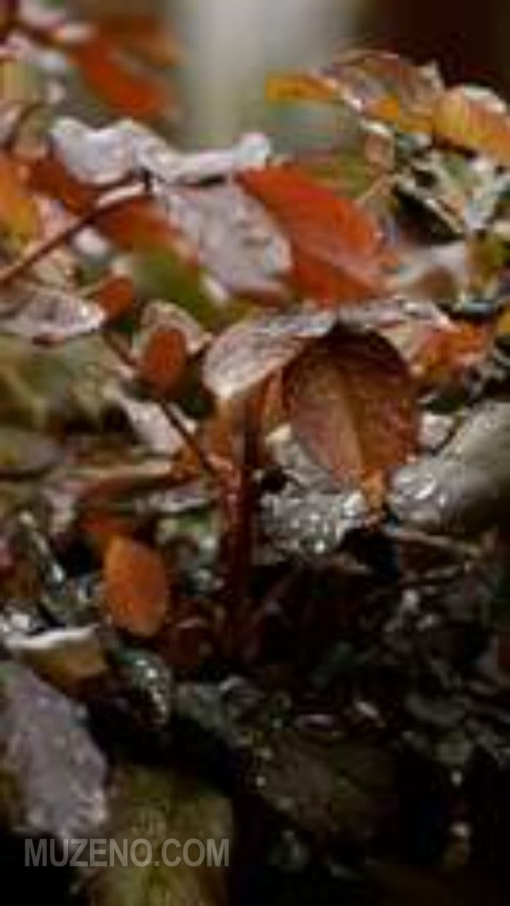 Knit & Rain (exported)