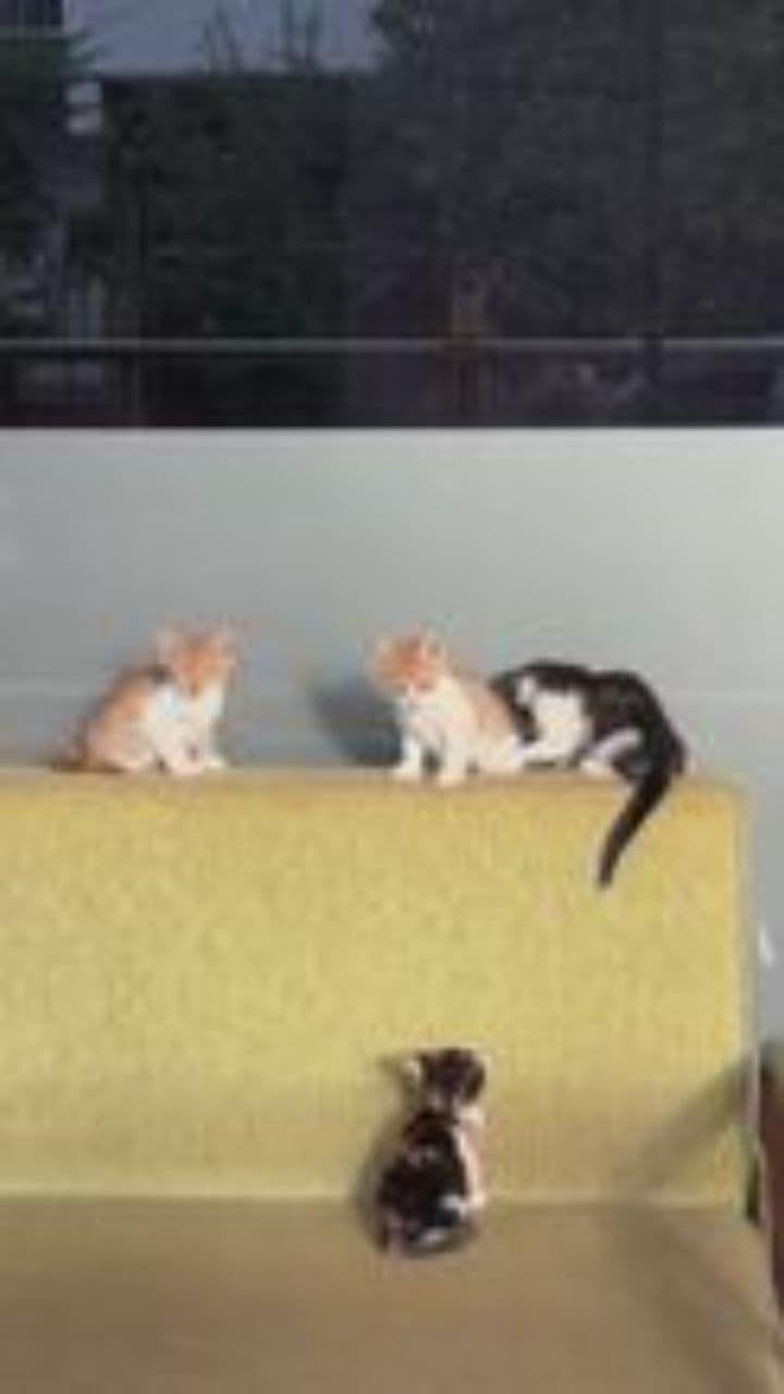 Double Trouble Tango